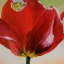 Tulipan i motyl