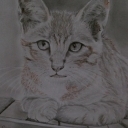 Kotek