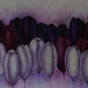 Tulipany 3 kolory