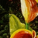Lilly