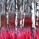 Birch Trees