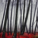 Foggy Forest