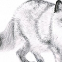 Lisek
