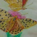 butterfly