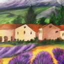 Provence lavender fields 