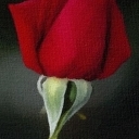 Róża i samotność