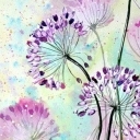 Alium